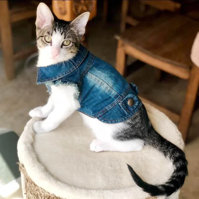 Fashion Cat Denim Vest and Puppy Jacket - Image 15